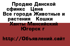  Продаю Данской сфинкс › Цена ­ 2 000 - Все города Животные и растения » Кошки   . Ханты-Мансийский,Югорск г.